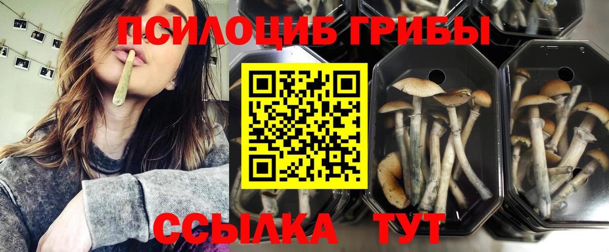 Псилоцибиновые грибы MAGIC MUSHROOMS  Вход с VPN  Галлюциногенные грибы Magic Shrooms  Новосибирск 